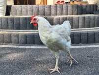 Kogut leghorn tegoroczny