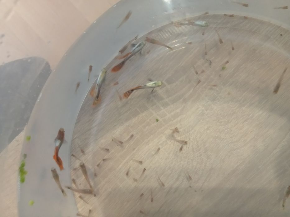 Oddam za friko gupiki