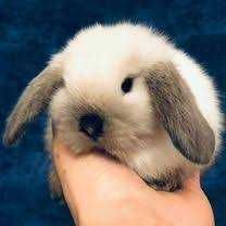 КРОЛИКИ  Декоративные. Детки. Домашние. Ручные. разные. есть КЛЕТКИ.