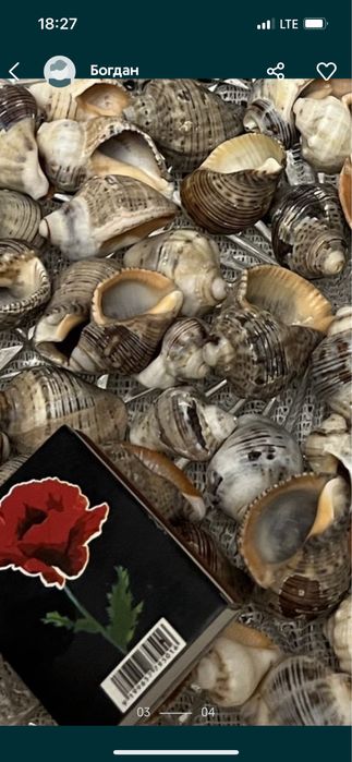 Мушлі для декору акваріуму( весь набір)