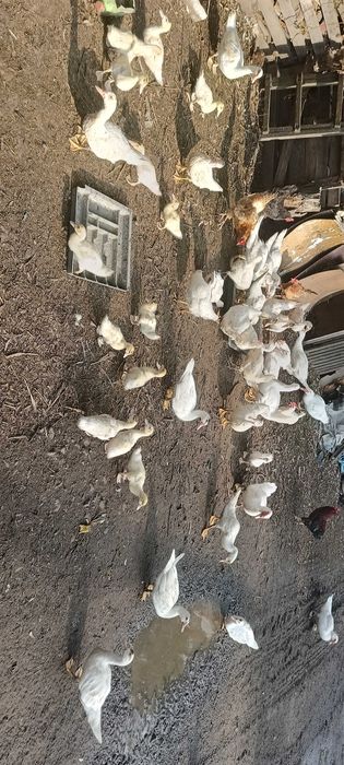 Kaczki piżmowe (francuskie)