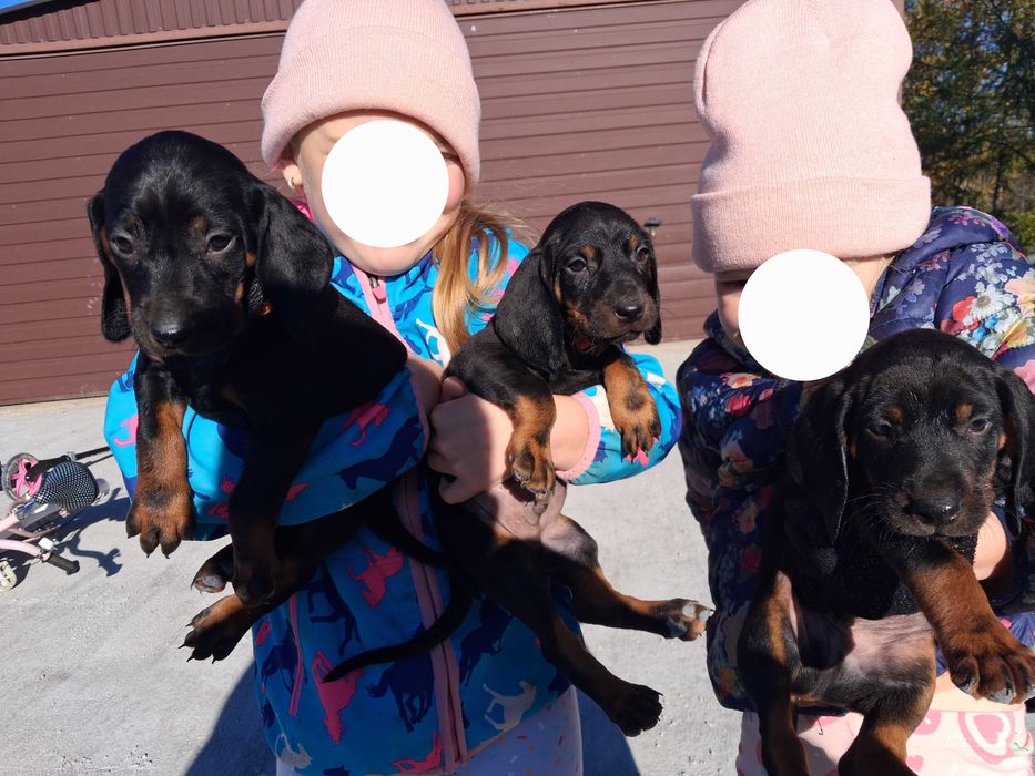 Gończy Polski Szczeniak