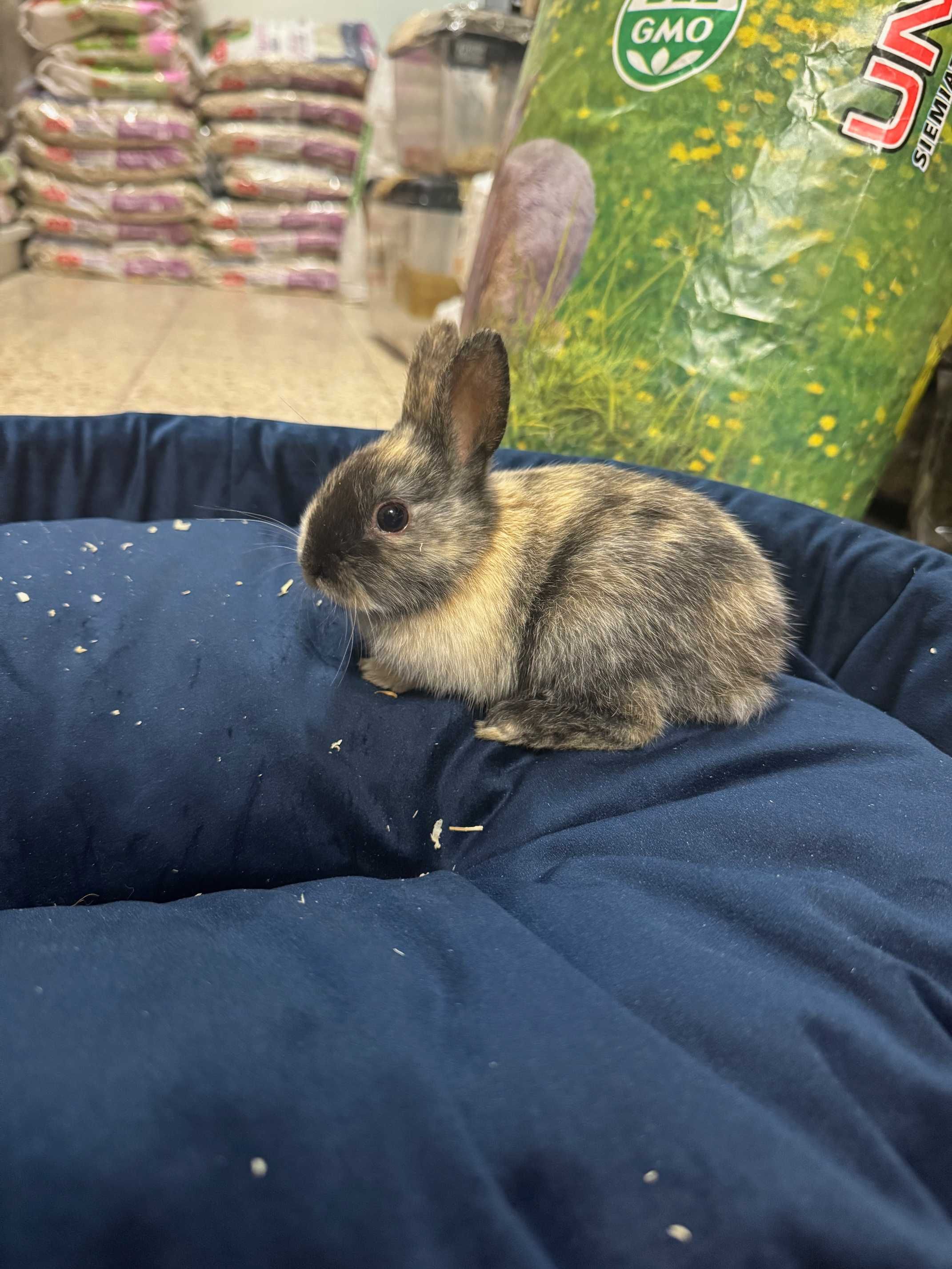 królik miniaturka GRUBY KOCUR sklep zoologiczny rzeszów
