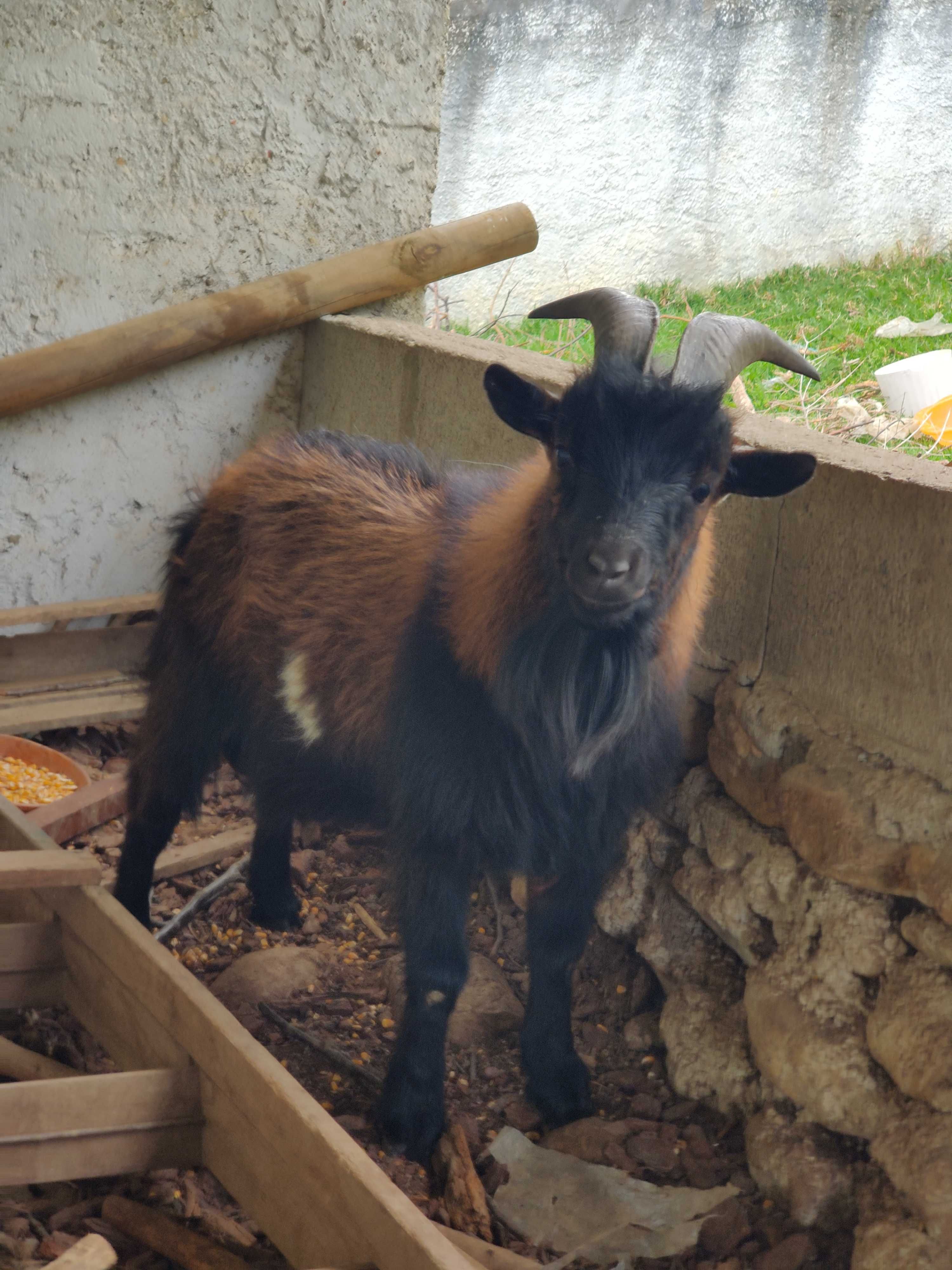 Cabrito anão retirar no Sarzedo