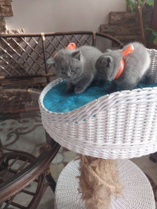 Котята шотландцы