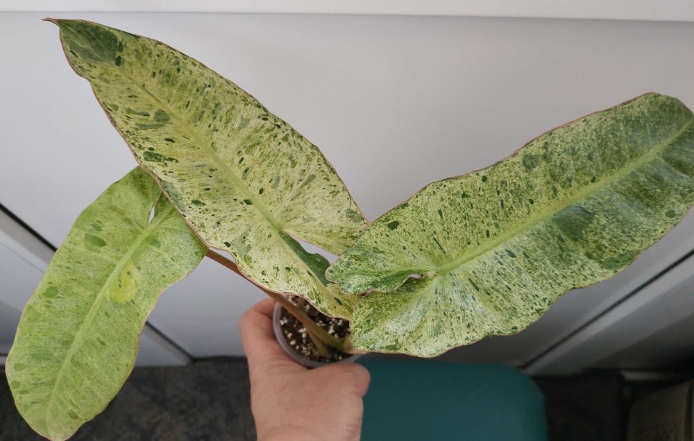 Філодендрон    Paraiso Verde