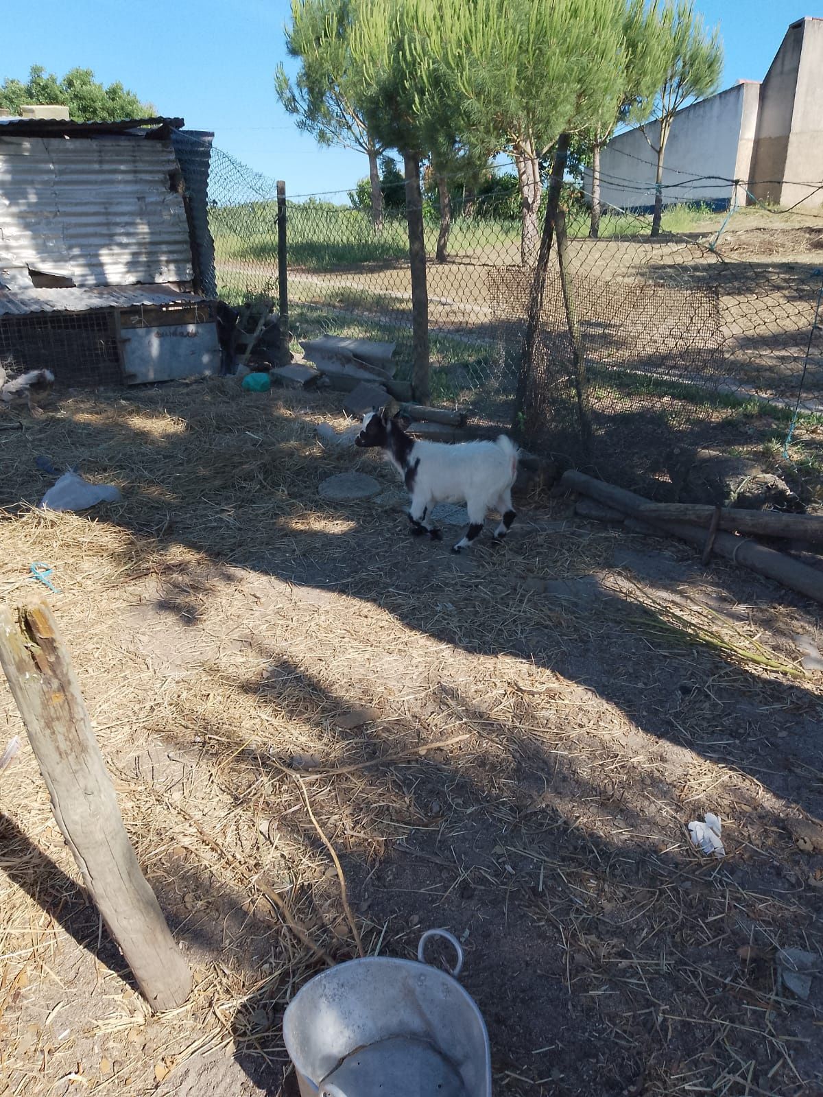 Cabrito com 5 meses