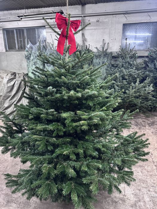 Choinka żywa z dostawą do domu Jodła Kaukaska 150-200cm