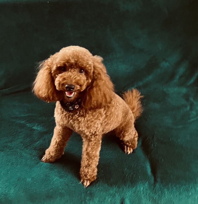 Pudel miniaturowy red reproduktor