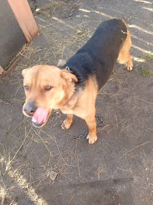 Віддам собаку в добрі руки