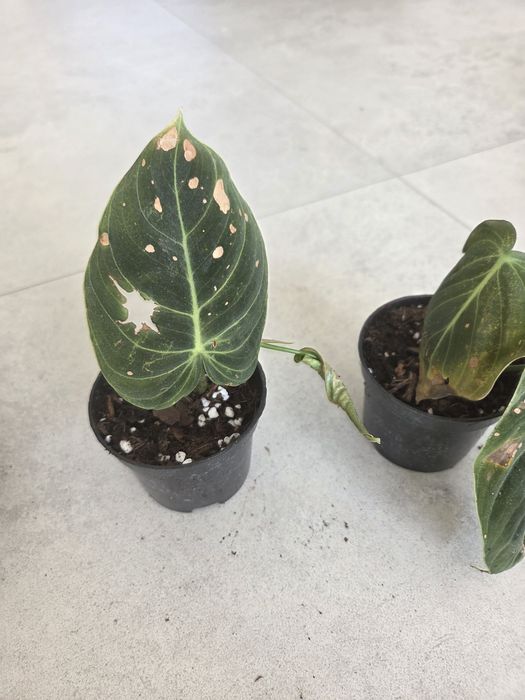 Filodendron melanochrysum ukorzenione