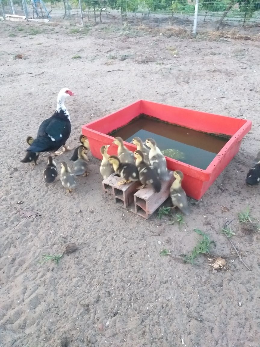 Patos mudos para venda