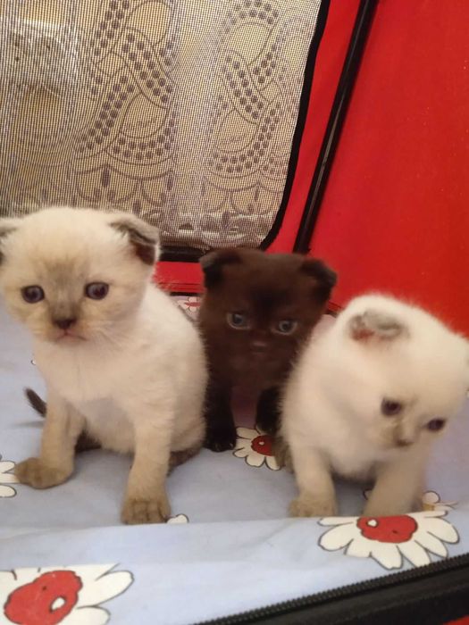 Шотландські котята