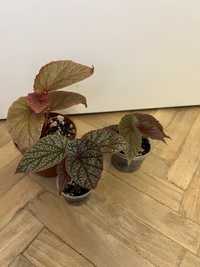 begonia u062 roślina