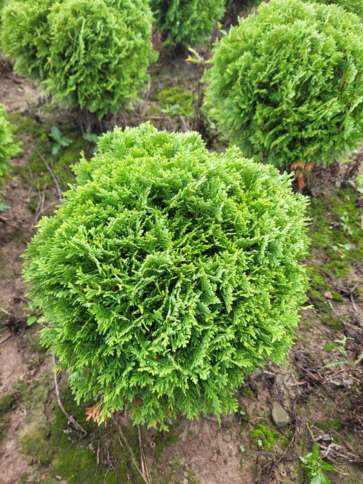Tuja thuja Danica piękna naturalnie rosnąca kula śr 35-40cm transport