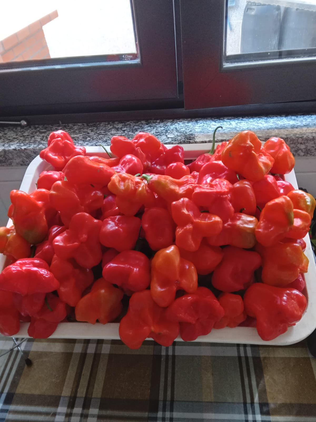 Vendo aji doce caseiros