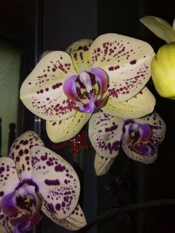 Орхидея Мериола