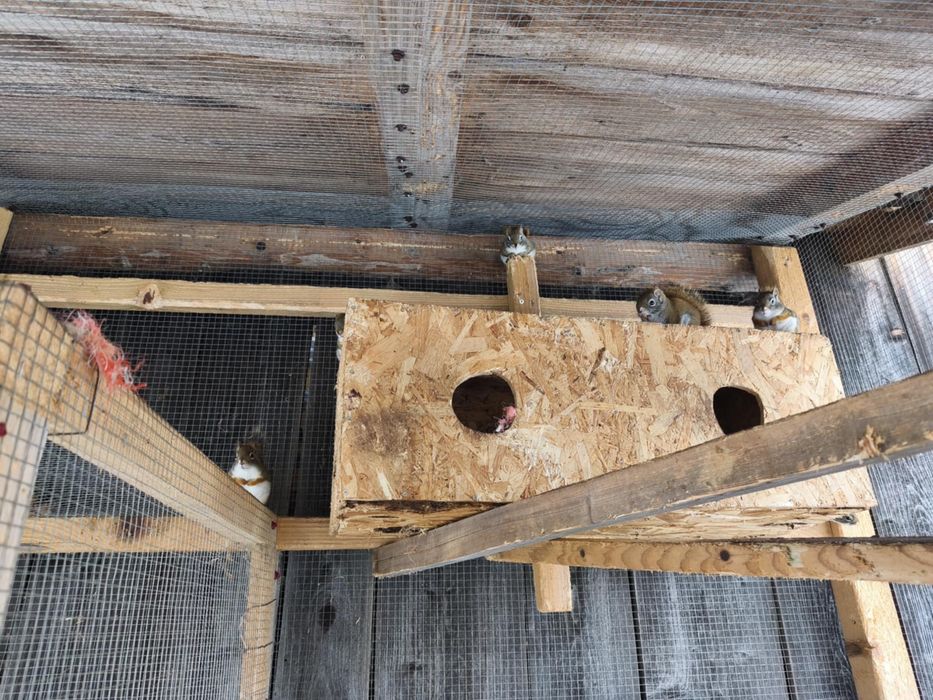 Sprzedam wieiwórki hudsona