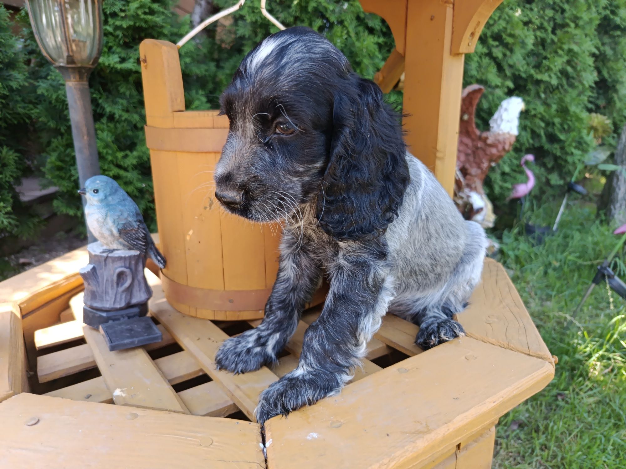 Cocker spaniel angielski Piesek Rodowód