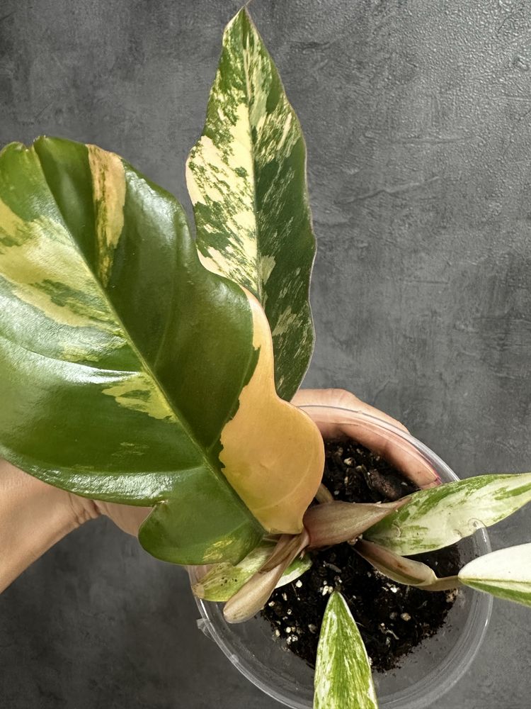 Філодендрон Caramel Marble variegated