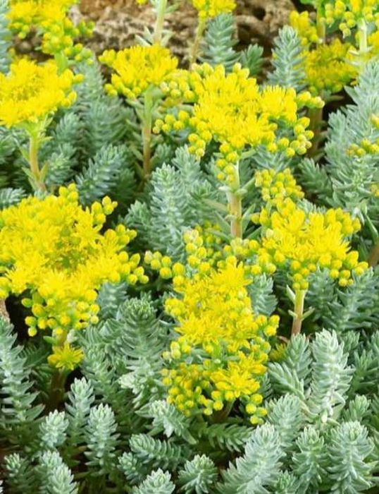 Coś dla miłośników bylin