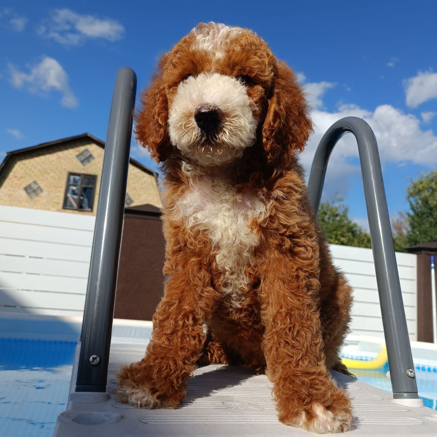 Ексклюзив. Хлопчик Goldendoodle F1b. Київ