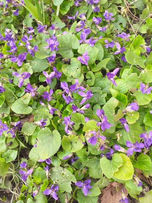 Хосты гвоздика водозбip