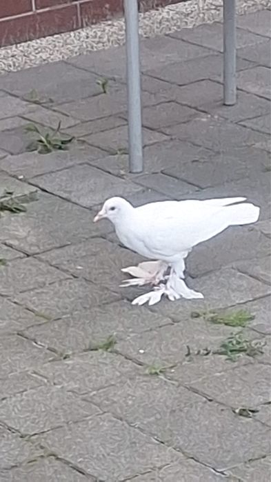 Gołębie bocianie, pilnie sprzedam
