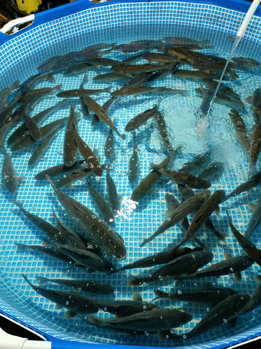 Karp świąteczny - Werynia - Kolbuszowa