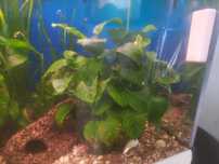 Anubias zaszczepki ,duże rosliny