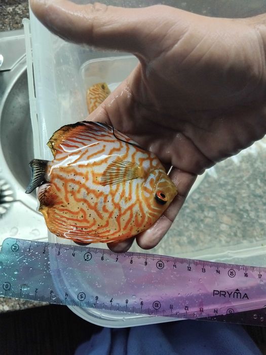 Discus - Vários - Peixes