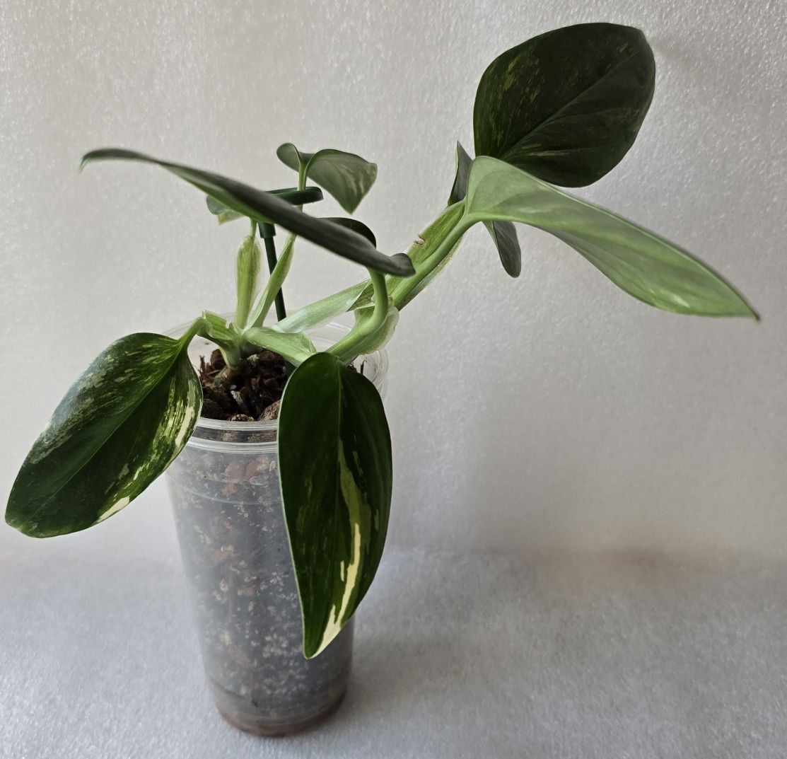 Monstera Standleyana Variegata Philodendron Cobra
