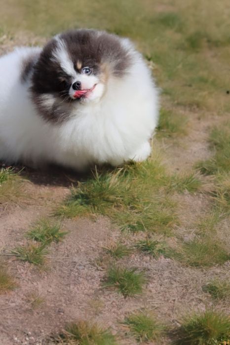 Lulu da pomerania spitz alemao anao