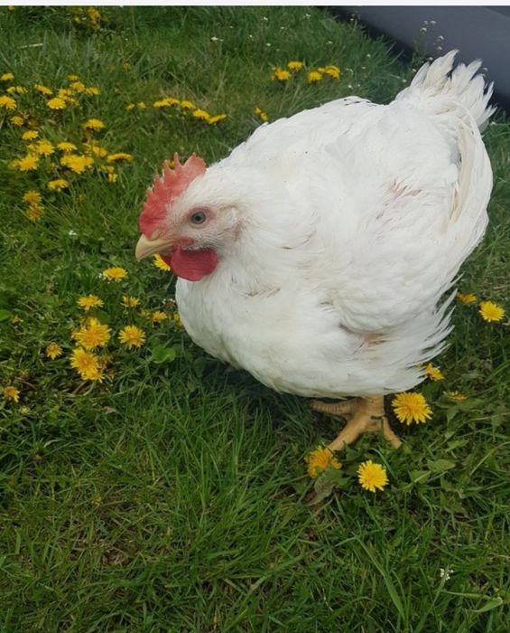 Kury brojler sprzedaż