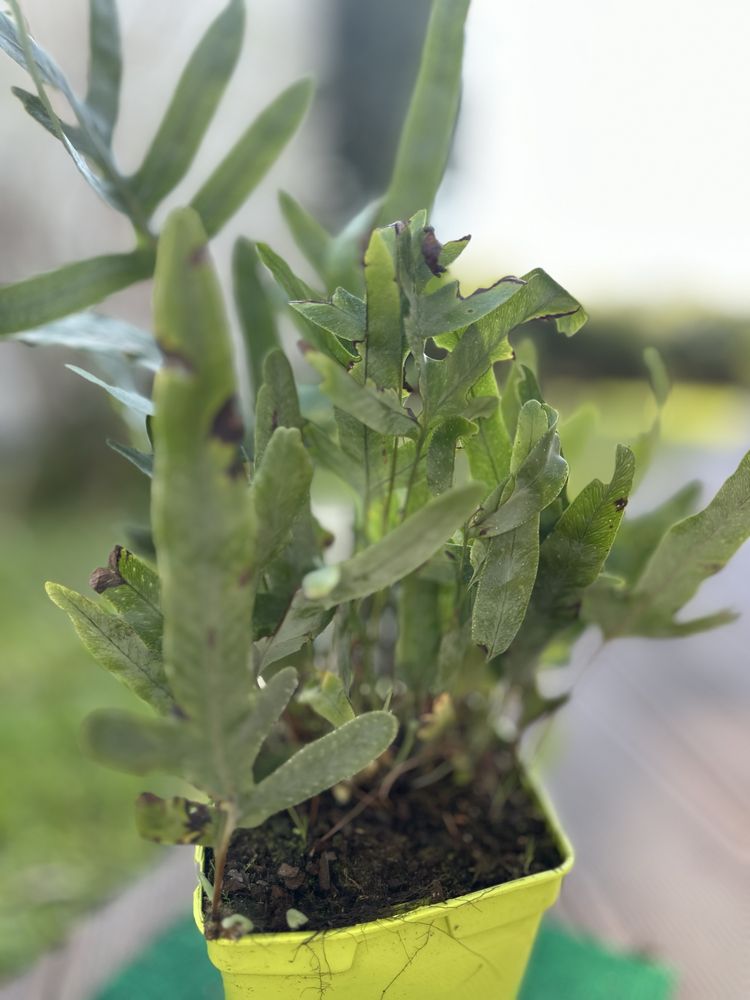 Feto/Samambaia Phlebodium aureum blue star