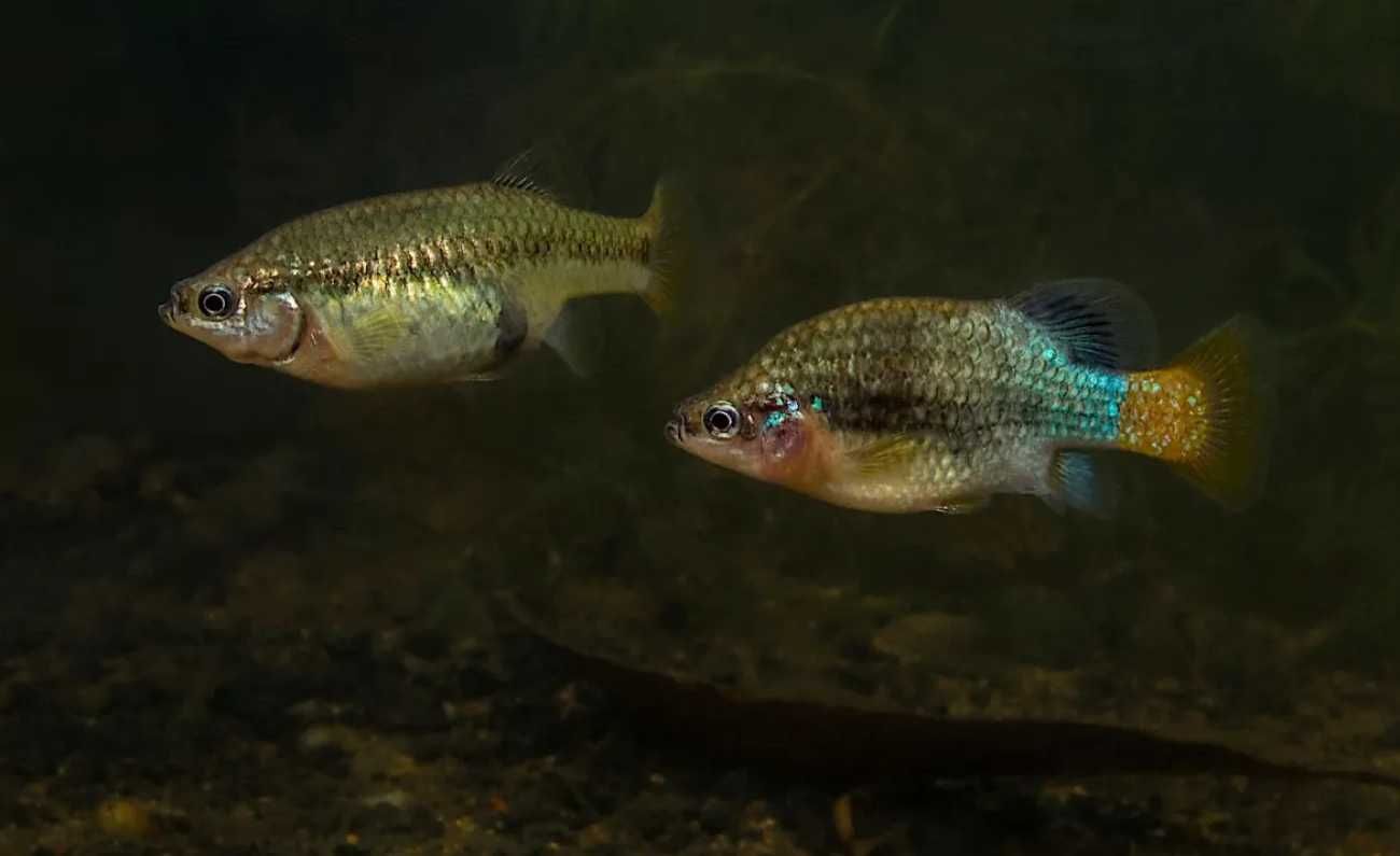 Xenotoca Eiseni sp