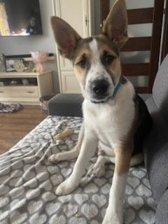 Szczeniaczek do adopcji