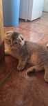 Gatinho scottish fold MACHO
