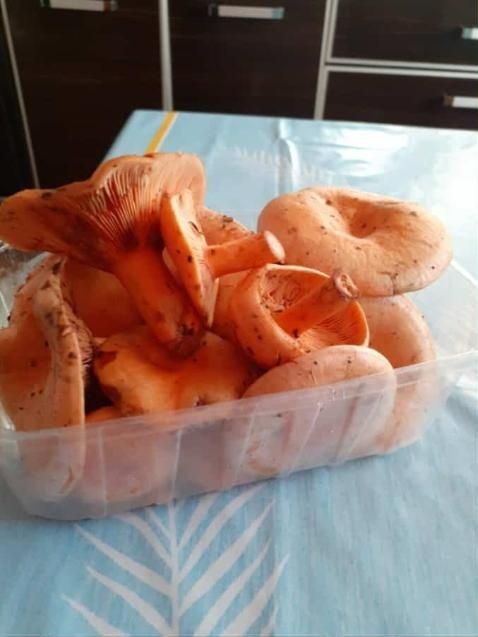 Rydze koszyczek 250g