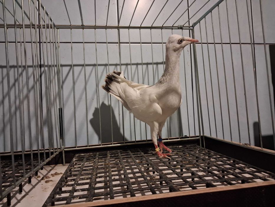 perłowe perłowy samczyki