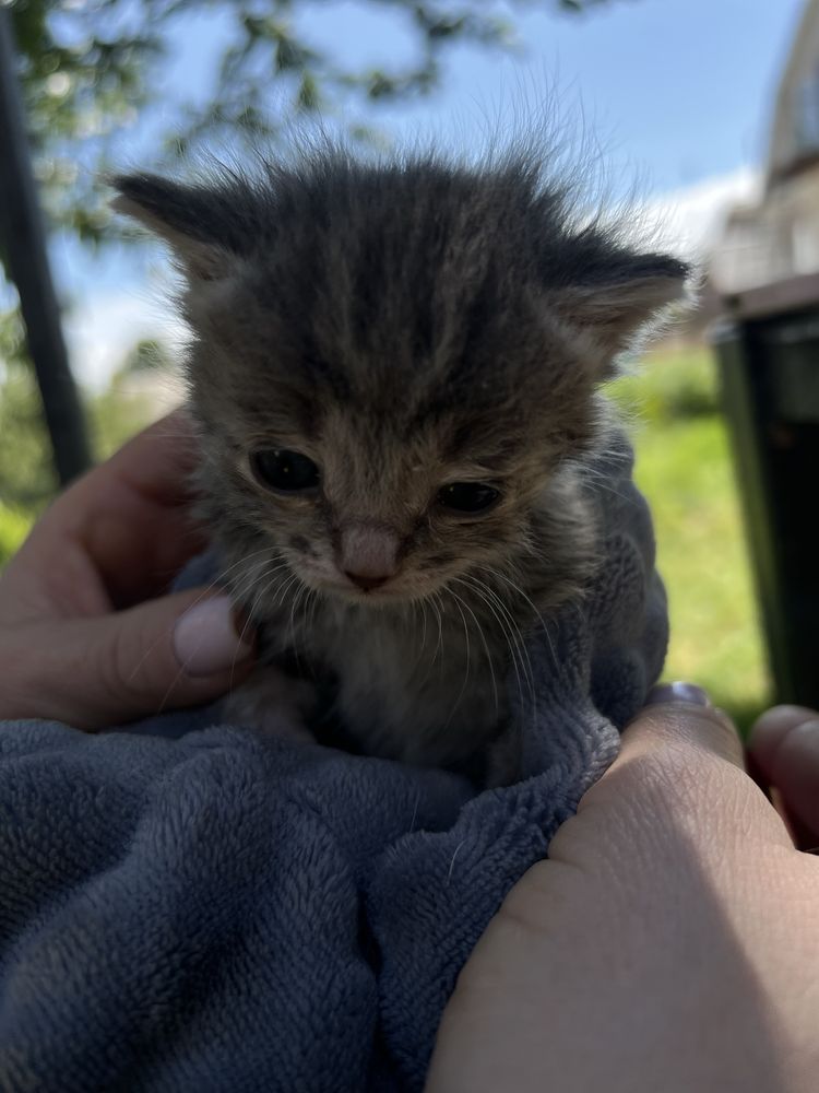 Віддам в хороші руки кошеня