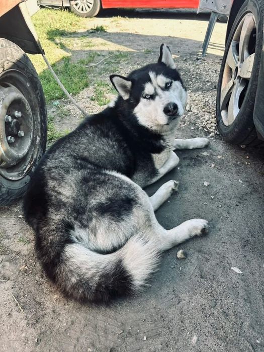Młody Przyjazdy Husky Szuka DOBREGO Domu