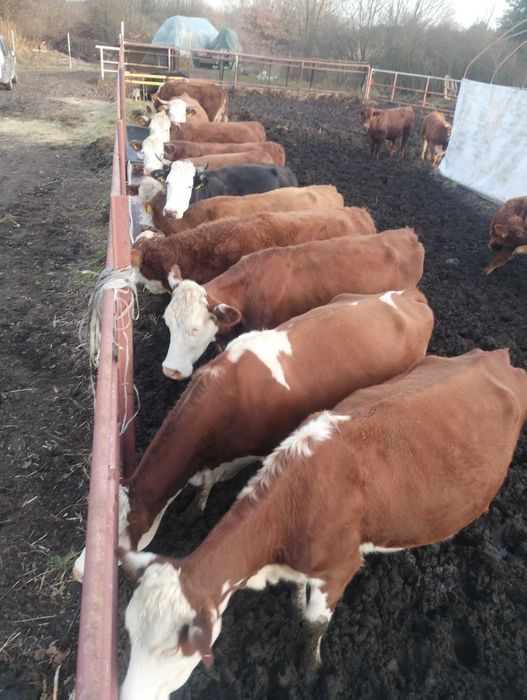 Sprzedam bydło hereford