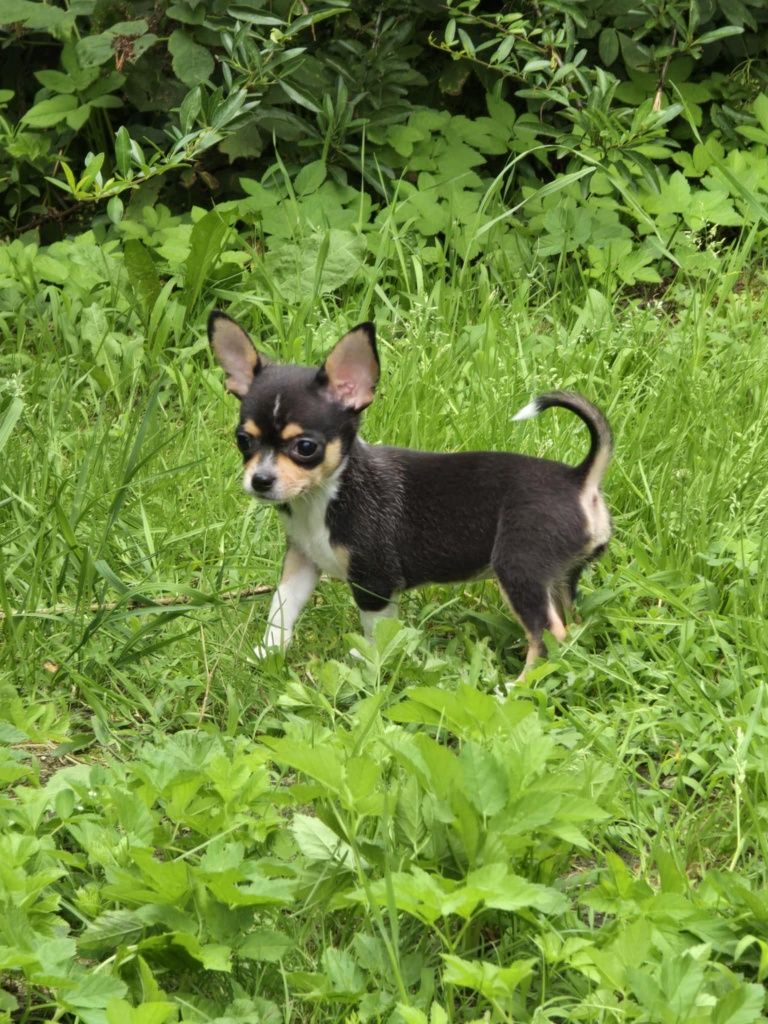 Chihuahua mini piesek
