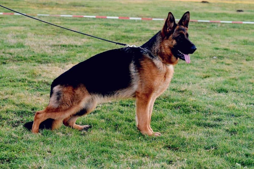 Owczarek niemiecki krótkowłosy fci