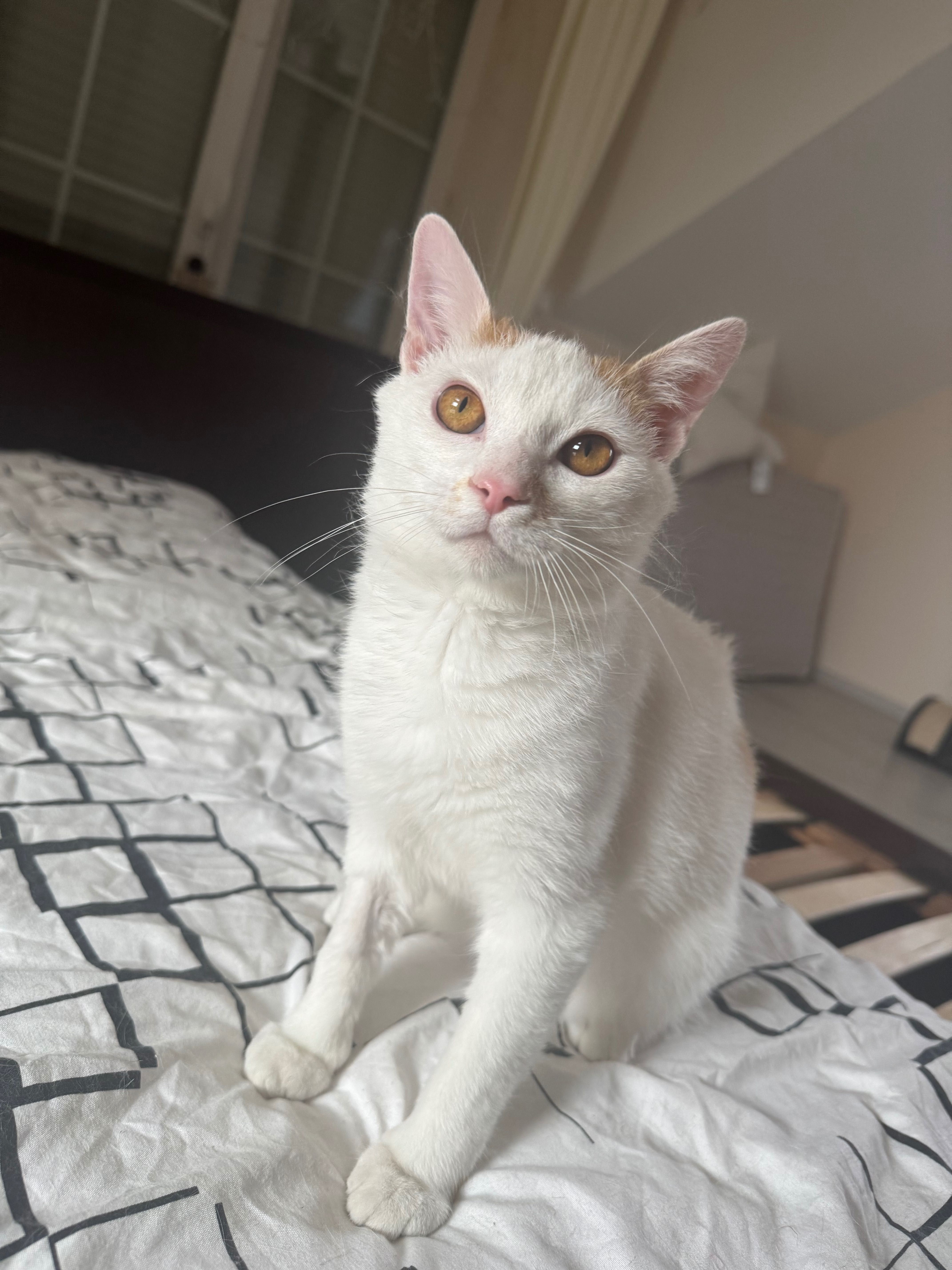 Piękny kotek do adopcji