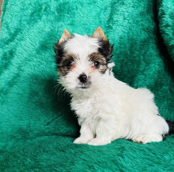 Malutki piesek biewer yorkshire terrier