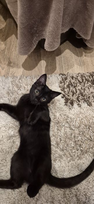 Кошеня в добрі руки