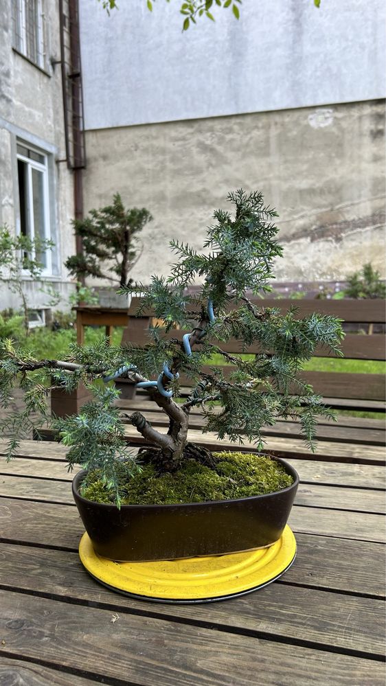 Бонсай ялівець китайський Juniperus Chinensis Blue Alps (вік 15 років)