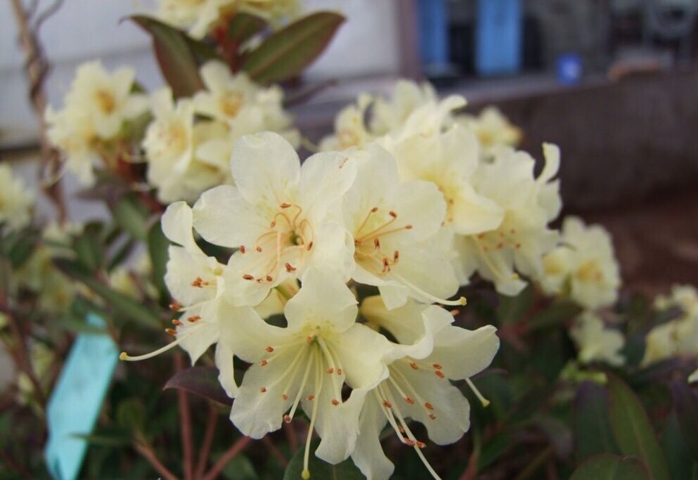 Акція Рододендрон Rhododendron